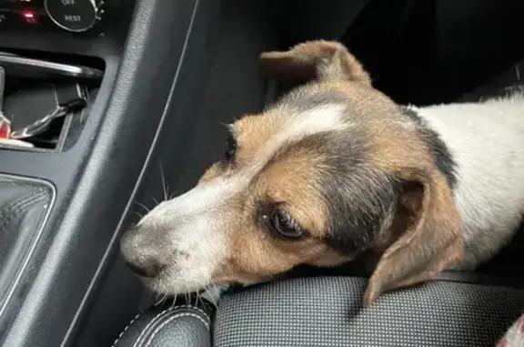 Chien trouvé , photo: Jack Russel perdu retrouvé