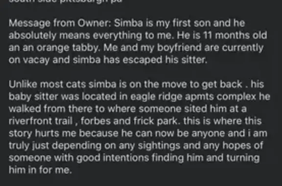 🚨 $250 Reward: Help Find Simba the Cat! 🐾