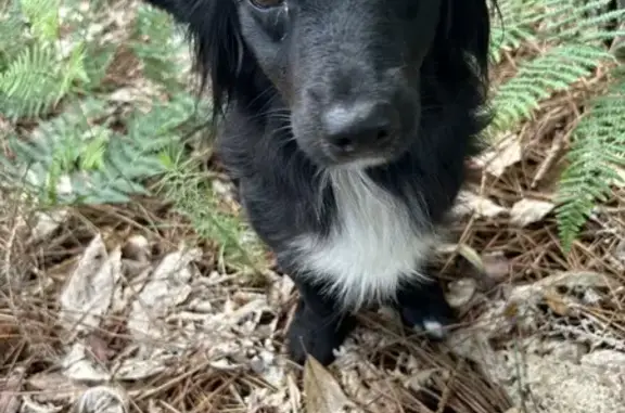 Chiot noir et blanc perdu - photo