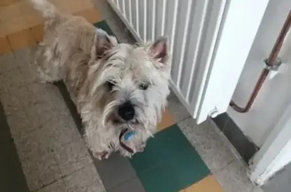 Chien perdu Fouras, photo : Chien cairn terrier perdu à Fouras