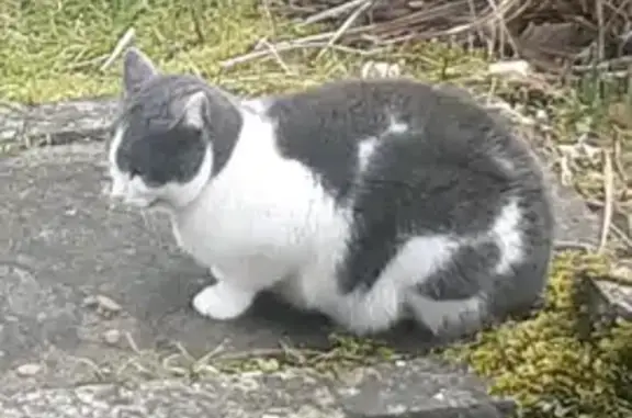 Lost Grey & White Cat in Radford Lane - Help!
