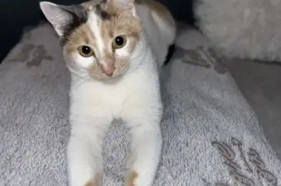 Animaux perdus Saint-Étienne, photo: Chatte échappée à St-Étienne