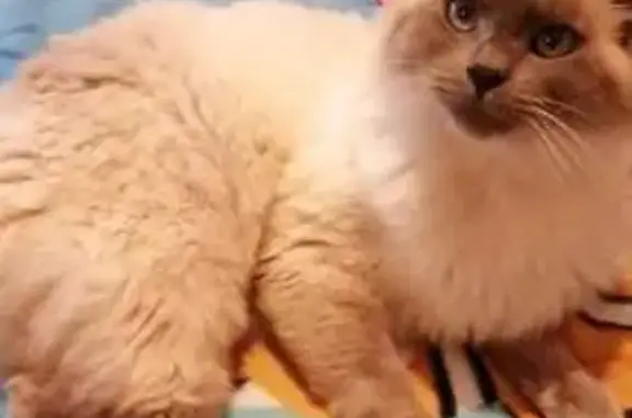 Animaux perdus , photo: Chat perdu à Brouvelieures
