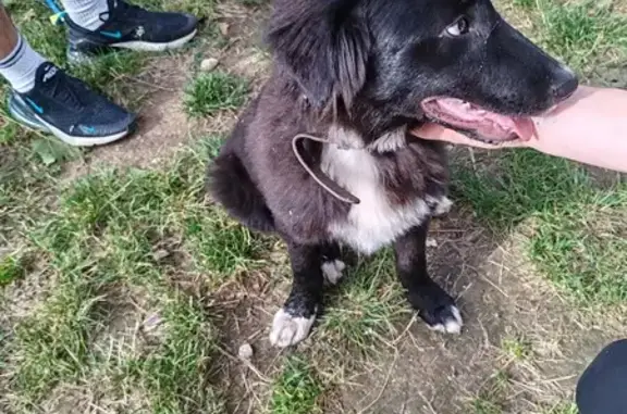 Chiot mâle trouvé à Dolomieu - photo