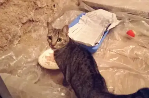 Chat trouvé: Rue Lesage, Reims - photo