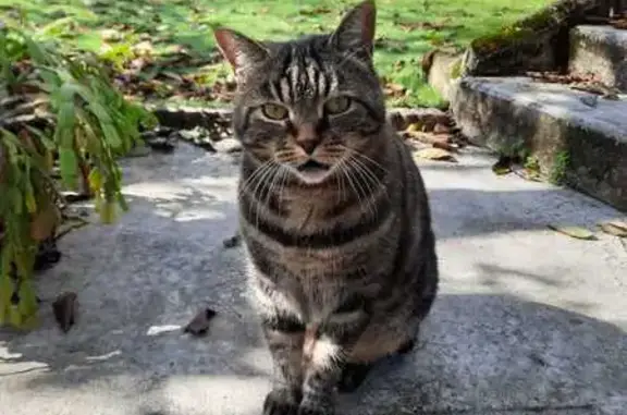 Animaux perdus Dagneux, photo: Chat tigré de 13 ans perdu à Dagneux