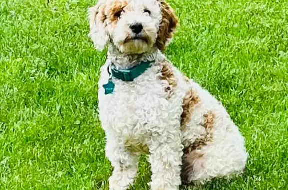 Lost Cavipoo Puppy in Hutchinson - Help!