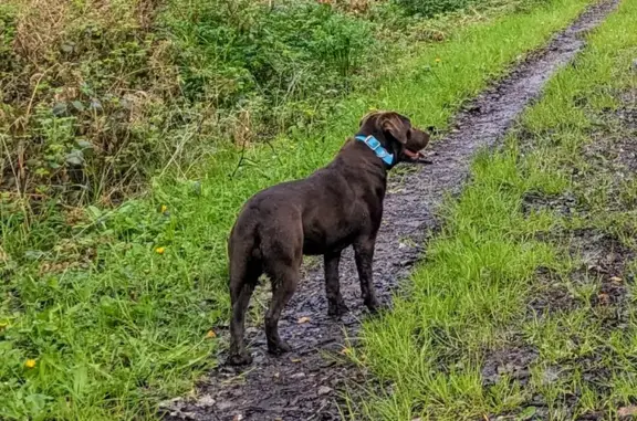 Animaux perdus , photo: Labrador chocolat perdu près Mesnil-Roc'h