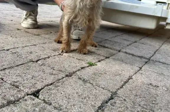 Chien perdu à Biache retrouvé - photo
