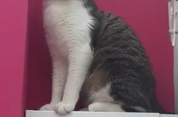 Animaux perdus Saint-Martin-Boulogne, photo: Chat tigré blanc disparu à Saint-Martin