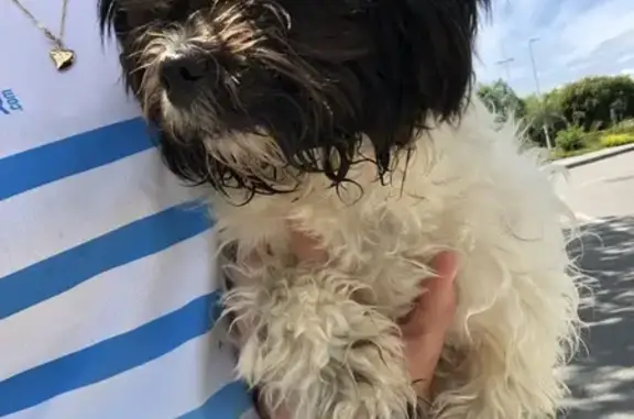 Shi-Tzu perdu à l'Ultra Marin - photo