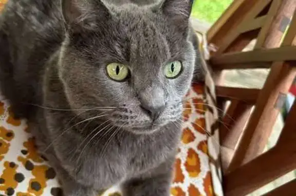 Chat perdu, Noyon, photo: Chatte âgée disparue à Noyon