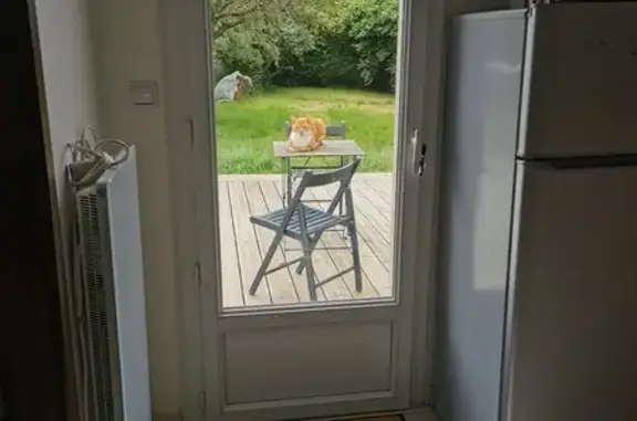 Chat roux castré trouvé à La Boissiere - photo