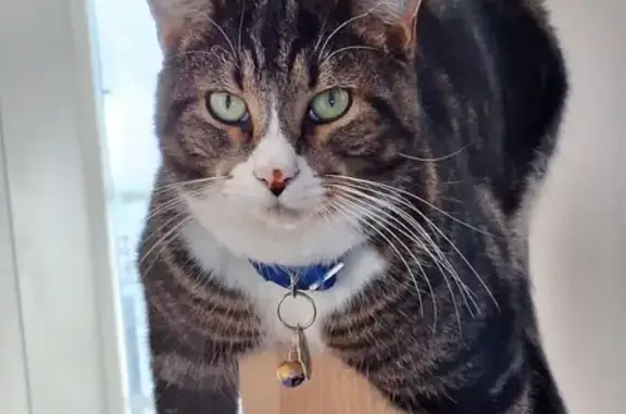 Chat Arthur perdu - Collier bleu - photo