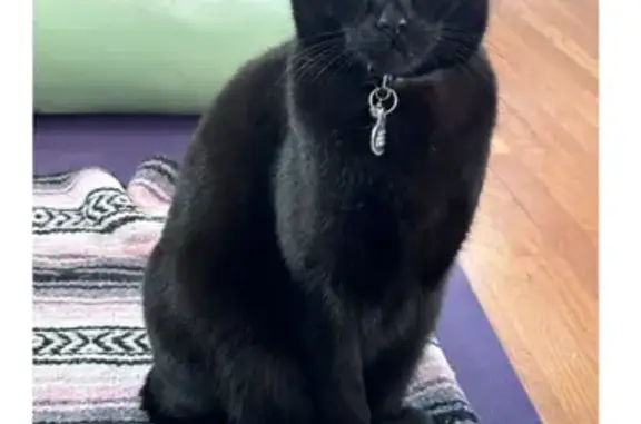 Lost Black Cat in Winchester - Help Find!