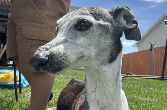 Lost Senior Dog in Idaho Falls - Help!