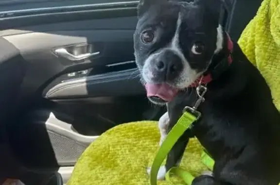 Found Black Boston Terrier Near 10th Ave Parks!