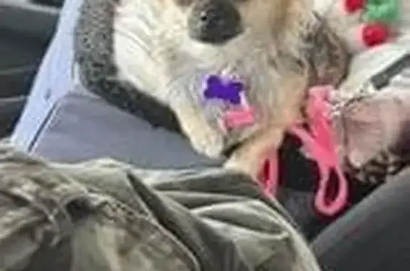 Lost Chihuahua Zayda near Spaulding Ave, MI