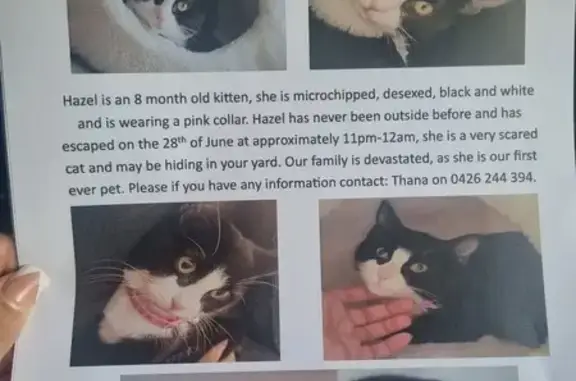 Missing cat , photo: Lost Kitten: Hazel, Tuxedo Cat - Help Find Her!