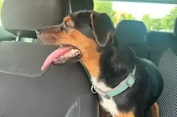 Chien perdu près de Rivesaltes - photo
