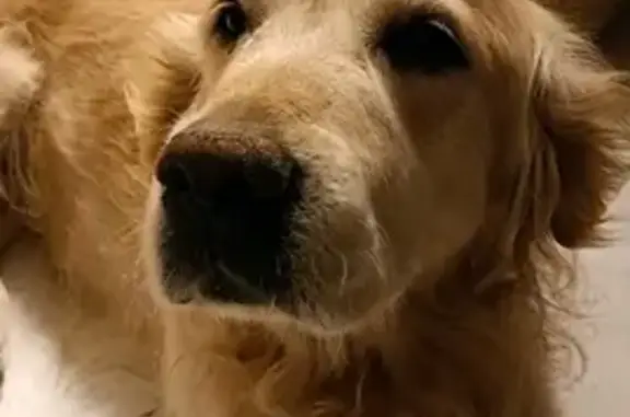 Chien perdu Saint-Laurent-de-Chamousset, photo : Alerte: Golden Retriever Perdu