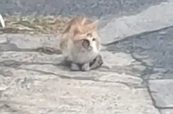 Chat blessé trouvé à Mas Guérido - photo