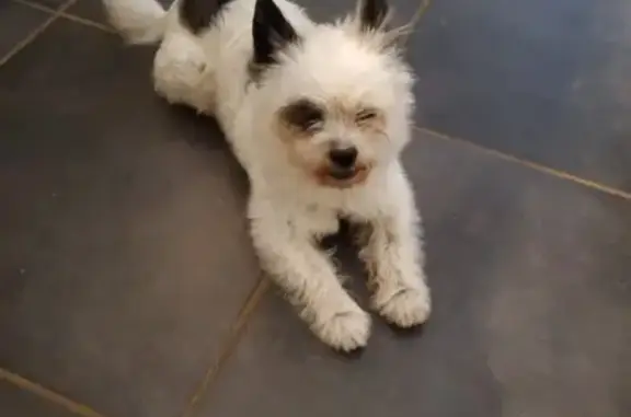 Chien trouvé Aurillac, photo: Chien blanc taché trouvé à Aurillac