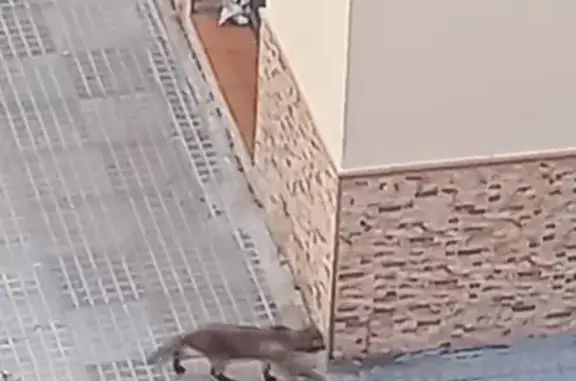 ¡Gato Carey Perdido en El Puerto!