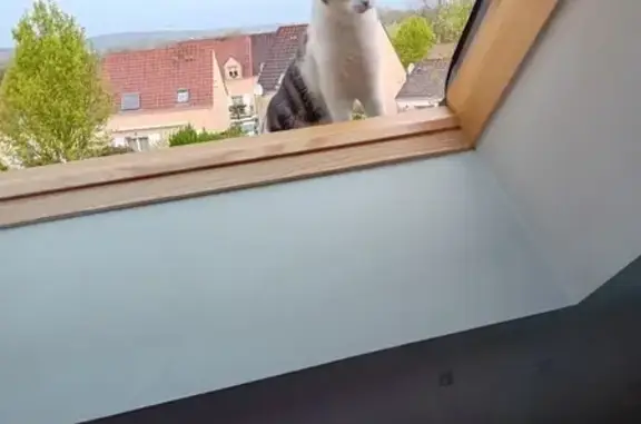 Chat perdu, Le Mans, photo: Chatte Tia tigrée perdue au Mans