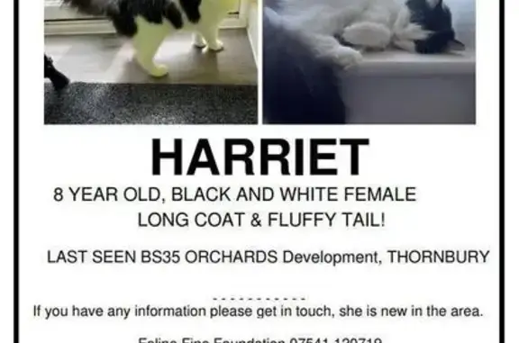 Lost Fluffy Black & White Cat - Thornbury