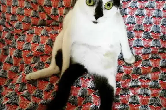 Chat noir et blanc perdu à Clisson - photo