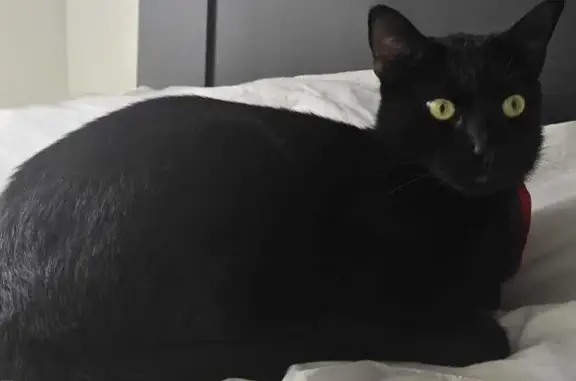 Lost Bombay Cat - Yellow Eyes, Hollywood-Western!