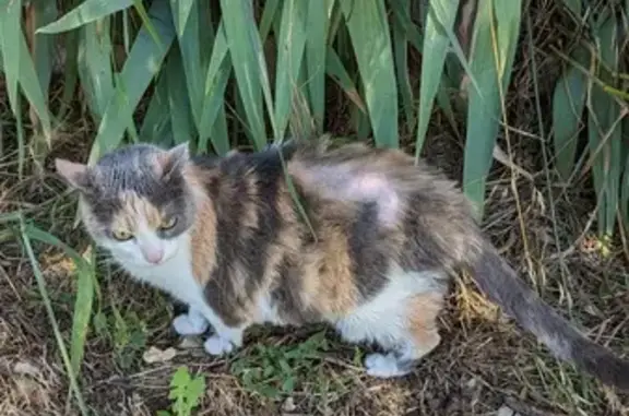 Mala, chat écaille disparue - photo