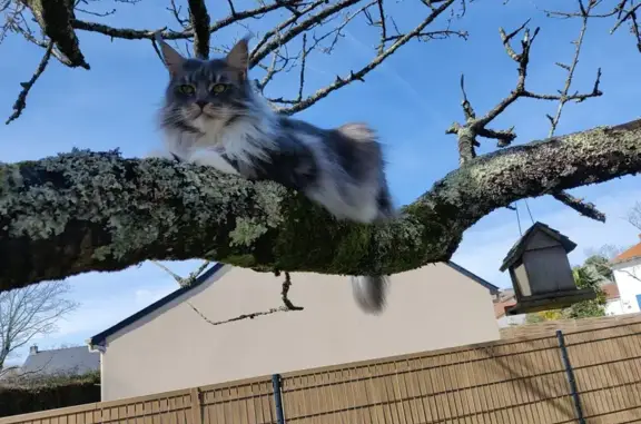 Animaux perdus Couëron, photo: Chatte Topaze perdue à Couëron