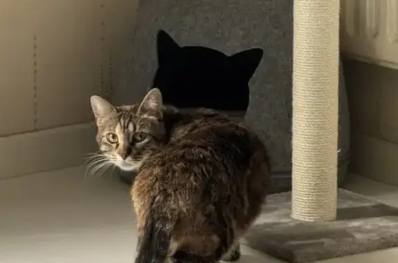 Chat perdu, Paris, photo: Chatte tricolore disparue à Paris