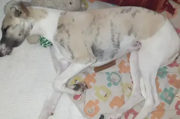 Chiot Whippet perdu à Préfailles - photo