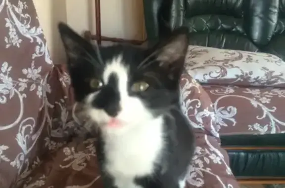 Chat perdu, Chef-Boutonne, photo: Chatte noire/blanche perdue