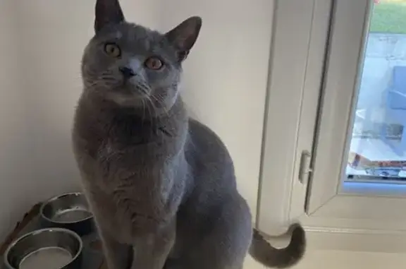 Animaux perdus Élancourt, photo: Chat Chartreux Perdu - Élancourt