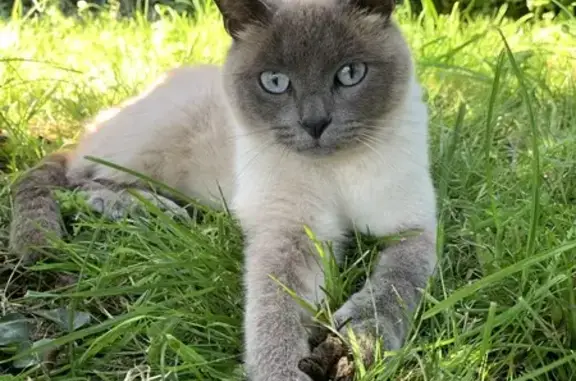 Animaux perdus Le Molay-Littry, photo: Chat perdu au 217, Venouillerie