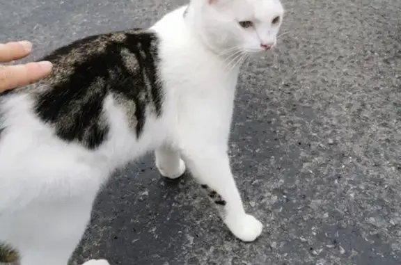 Chat perdu près de la ferme Crescent - photo
