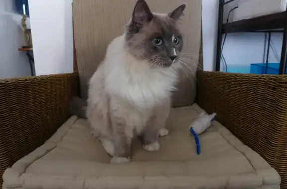 Chat perdu, La Rochelle, photo: Chat Ragdoll gris perdu à La Rochelle