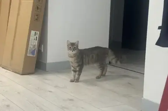 Chat affectueux trouvé à Moulins - photo