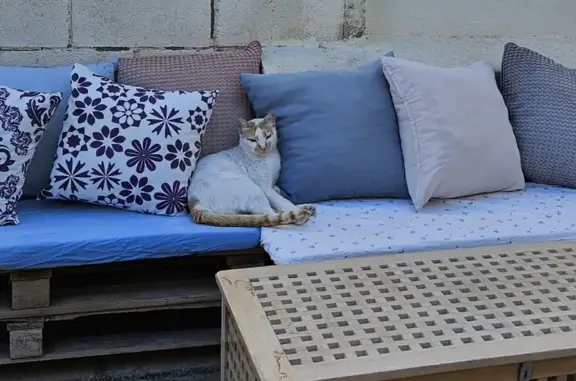 Animales perdidos , foto: ¡Ayuda! Gato Blanco y Naranja Perdido
