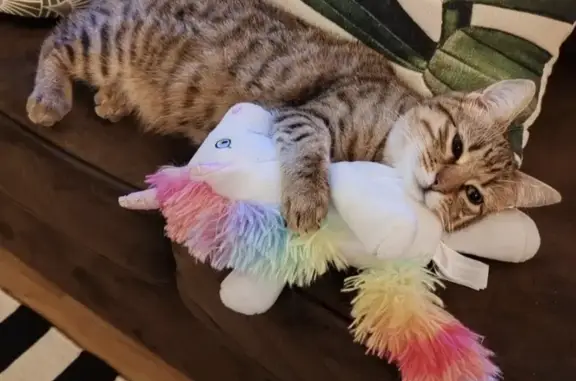 Chat perdu, , photo: Chatte tigrée disparue à Nointel