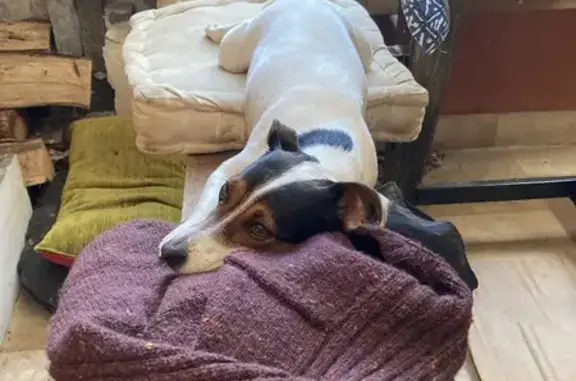 Animaux perdus Avallon, photo: Jack Russel blanc perdu à Avallon