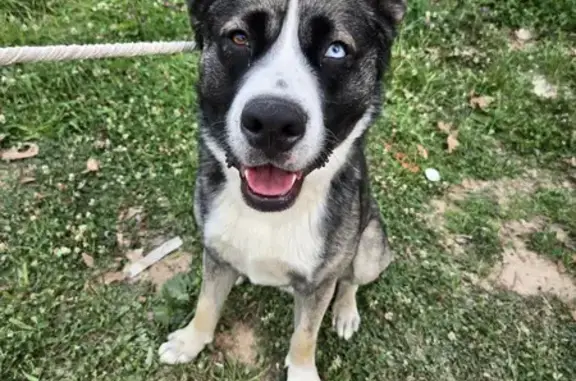 Found Husky Mix Near KCK Softball Fields!