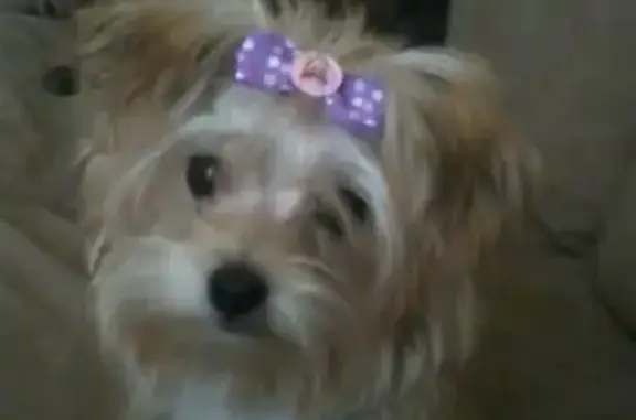 Lost Yorkie/Maltese Cali - Whitewater Dr, CLT