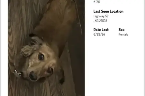 Lost Puppy Alert: Brown Mini Dachshund!