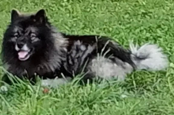 Lost Keeshond: Orange Collar - Help Him Home!