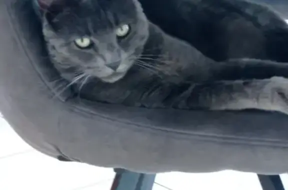 Chat Chartreux perdu à Lamballe - photo